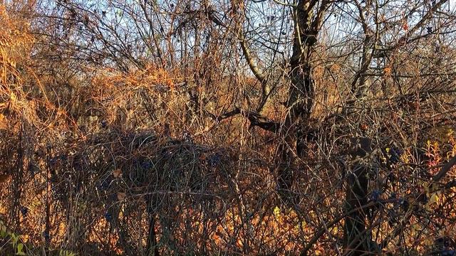 Прогулка по Садовому Обществу Курск смотреть онлайн