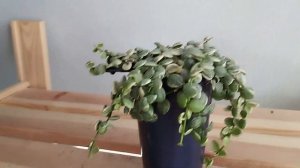 Блиц обзор сорта - Дисхидия Nummularioides var Moon pebble