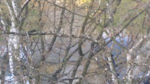 Сороки защищают гнездо от ворон .