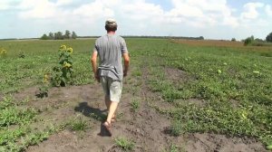 Арбуз технология выращивания