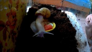 ОГРОМНАЯ улитка дома