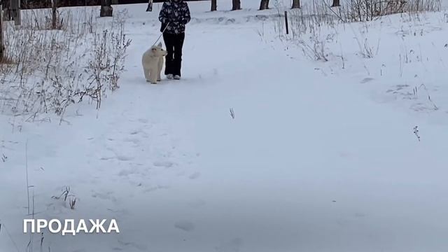 Продажа. Подарок Азии Бастер 4 месяца. смотреть онлайн