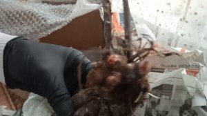 Распаковка посылки с пионами