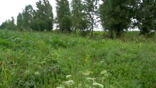 Пермакультура наглядный пример.