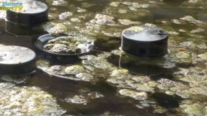 Скиммер для пруда Messner Schwimmskimmer 140