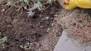 Подготовка Лаванды к зиме, весне. Размножение.