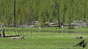 Yellowstone National Park [HD] - West Entrance