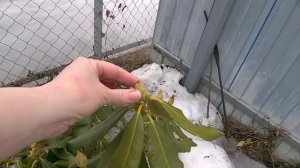 Вечнозеленые рододендроны в средней полосе