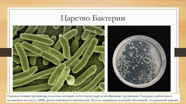 Царства живой природы. ОГЭ, ЕГЭ