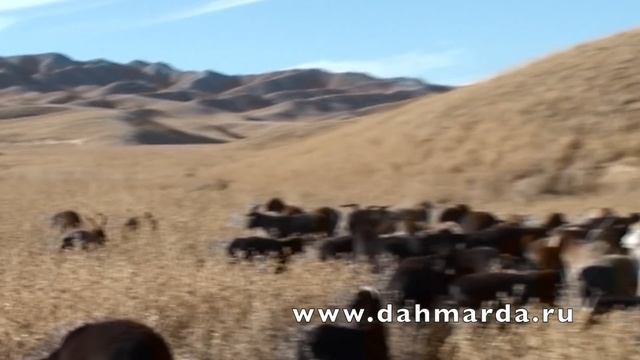 Отличие настоящих гиссарских овец от поместных гибридов смотреть онлайн