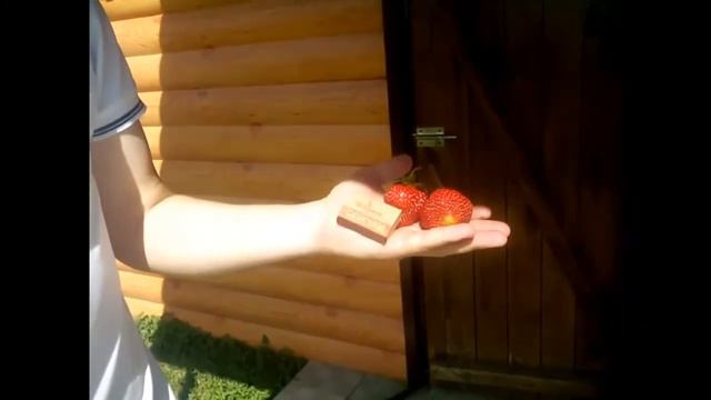 Реально крупная клубника ┃Выращивание клубники