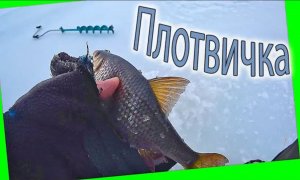 Нашли плотву - рыбалка на пруду в Панинском районе Воронежской области