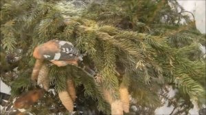 Птица клёст.