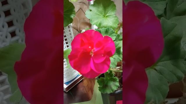 Пеларгонии PAC Blue Wonder (Блу Вондер), PAC Foxy (Фокси), Maverick Violet (Маверик Виолет) смотреть онлайн