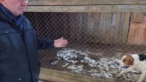 Охотничьи щенки русско-пегой гончей. Беларусь.