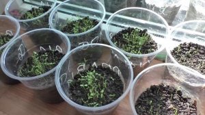 Артишок на рассаду взошел через шесть дней после посева