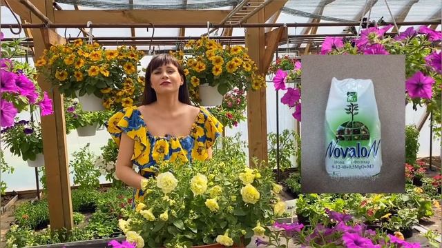Лучшие удобрения для цветов. чем подкормить петунию? смотреть онлайн