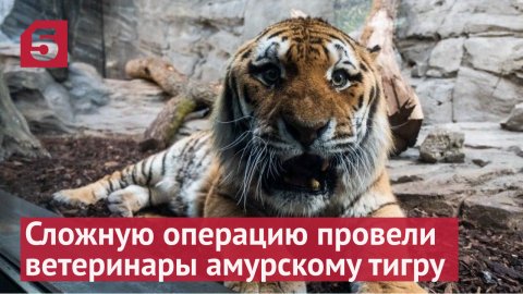 Амурского тигра спасли от смерти в Приморье, сделав сложные операции