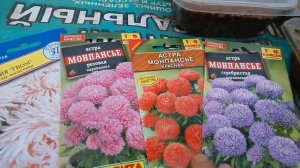 Посев астры: от и до