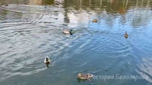 Нежеланная наследница. Рассказ