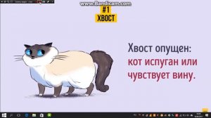 Как понять своего кота