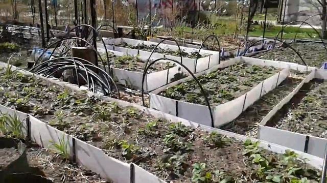 Маленький Огородик Елены Тереховой - Пикировка Кабачков,Патисонов,Огурцов 30.04.2022 смотреть онлайн