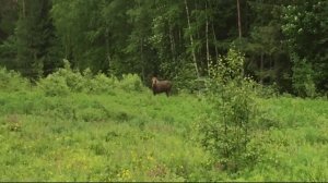 Лось у дороги в Кунгурском районе