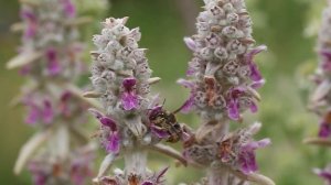 Anthidium manicatum on Stachys byzantina