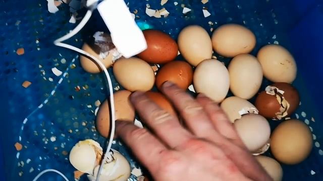 Инкубация ПТИЧИЙ ДВОР итоги вывода смотреть онлайн