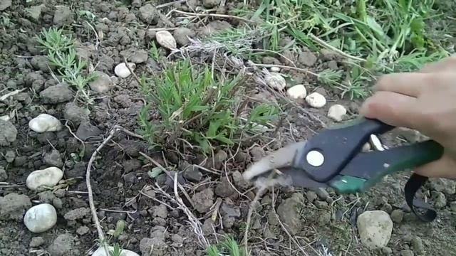 @Весенняя обрезка лаванды