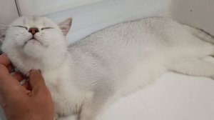 Шотландская кошка серебристая шиншилла