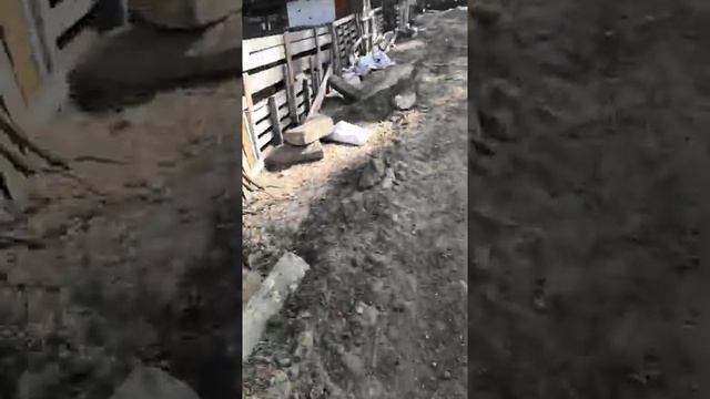 Венгерская Мангалица обзор хозяйства. Мелкие поросятки. Планировка участка. смотреть онлайн