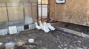 Вывод индюшат Грейд Мейкер