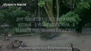 Мудрые Цитаты о РОДСТВЕННИКАХ и БЛИЗКИХ, которые стоит узнать заранее!