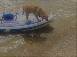 Карьер рядом с Москвой. Чихуахуа Смайлик купается в карьере. САП доска.
Дзержинский, Московская обл.