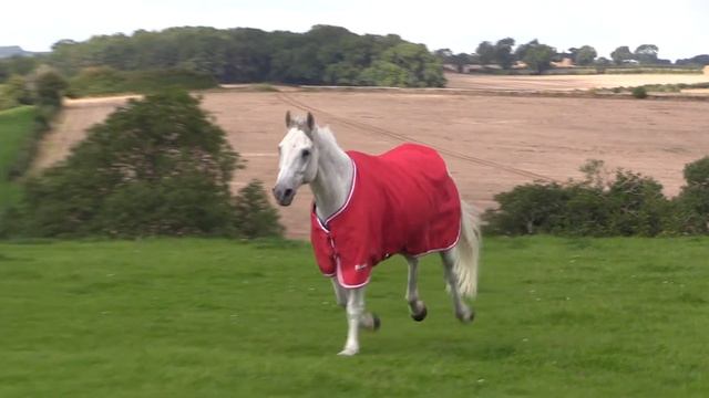 Tempest Original Air Motion Turnout Rug смотреть онлайн