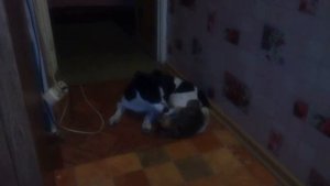 Аська укус за яйки )))