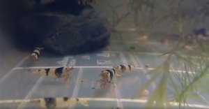 Креветки аквариумные микс Neocaridina и Сaridina