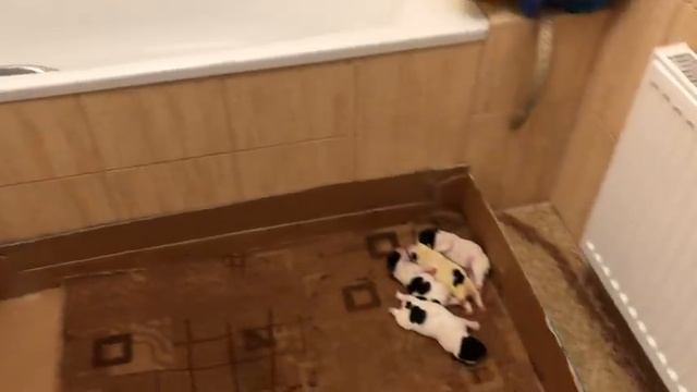 В компании маленьких бульдогов смотреть онлайн