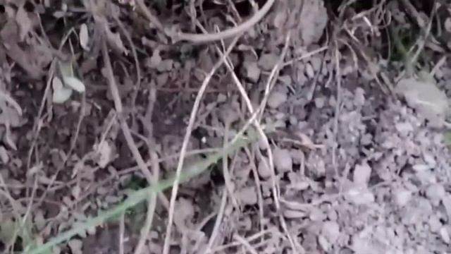 Как укрыть лаванду на зиму. Важные действия весной