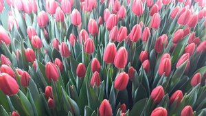 Выгонка тюльпанов к 8 марта. На финишной прямой. Обзор сорта Kung Fu ( Кунг Фу)