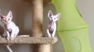 Devon Rex kittens - котята девон рекс