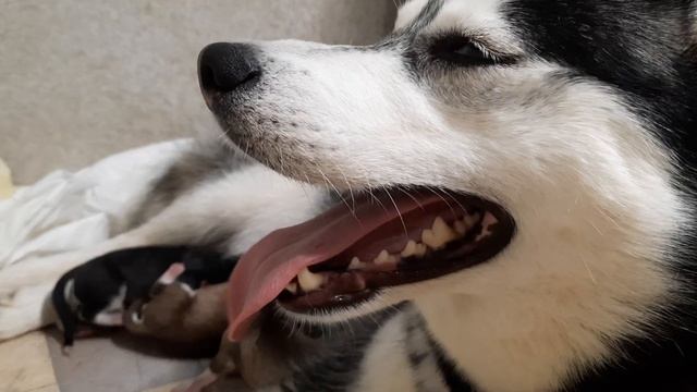 РОДЫ у ХАСКИ ДЖЕССИ смотреть онлайн