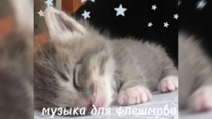 //?музыка для флешмоба?//все песни из тт//английская подборка?