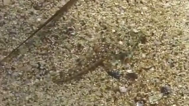 © Рыбы Черного моря. Морская мышь малая (Callionymus risso) - 02 // Datted dragonet смотреть онлайн