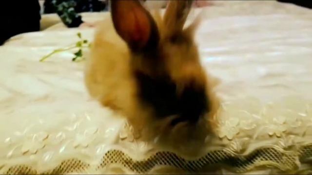 - У нас в гостях Кролик - Our guest is a bunny VLOG смотреть онлайн