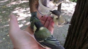 Кормлю ещё больше синиц