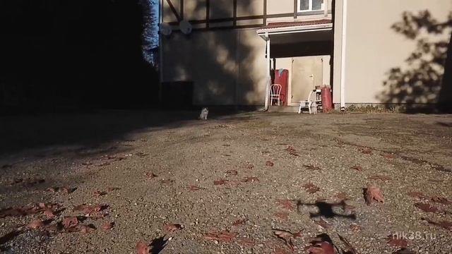 Нападение квадрокоптера на смелую кошку )