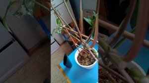 Сингониум Империал Вайт, черенкование