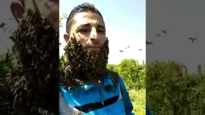 Борода из пчёл